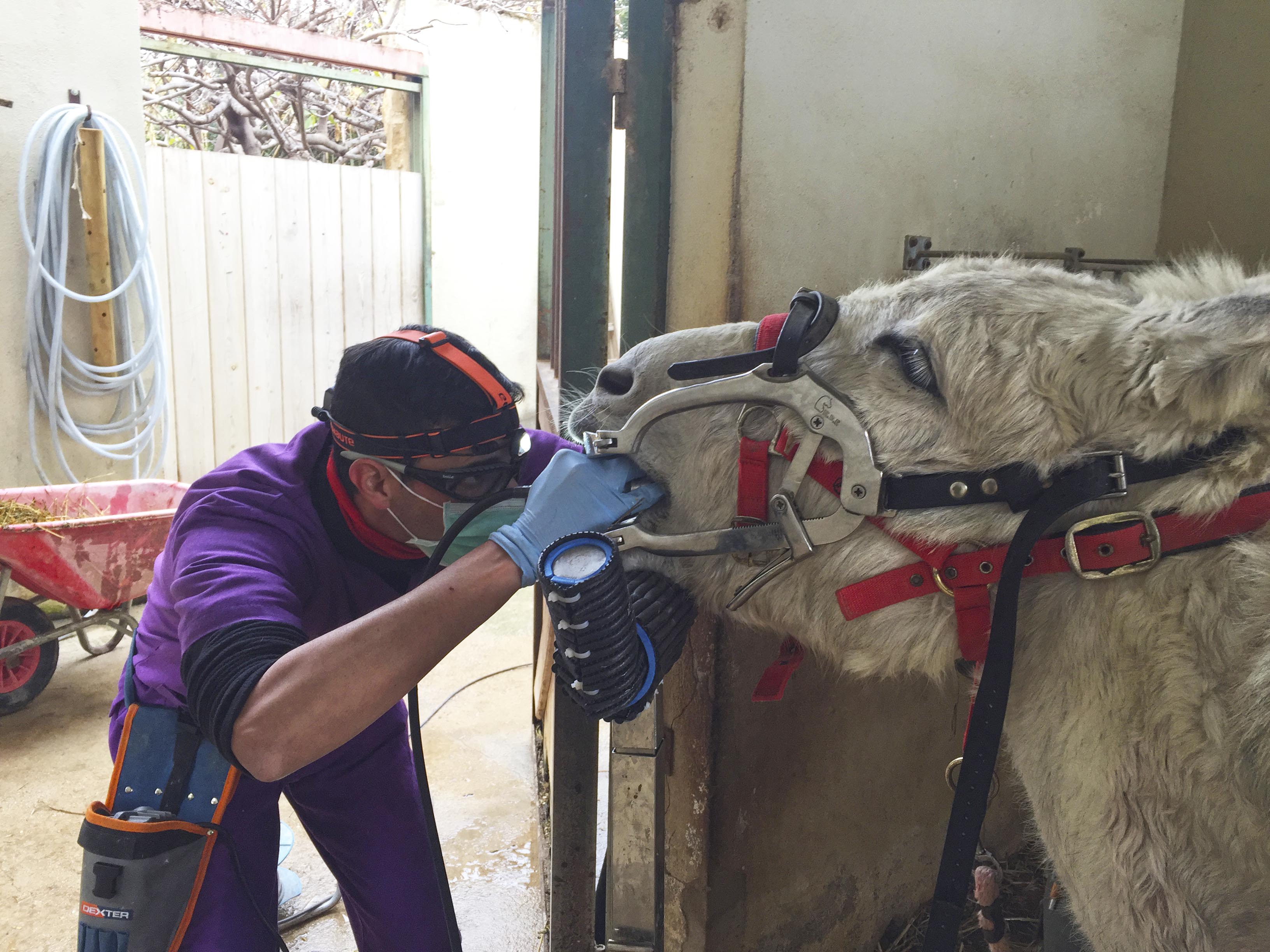 DONKEYS DENTIST